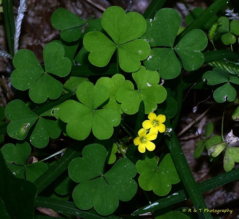 {Oxalis dillenii}